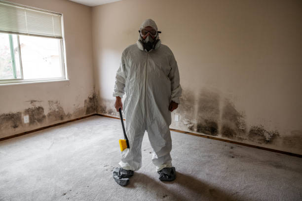 Why You Should Choose Our Mold Remediation Services in Los Ranchos, CA